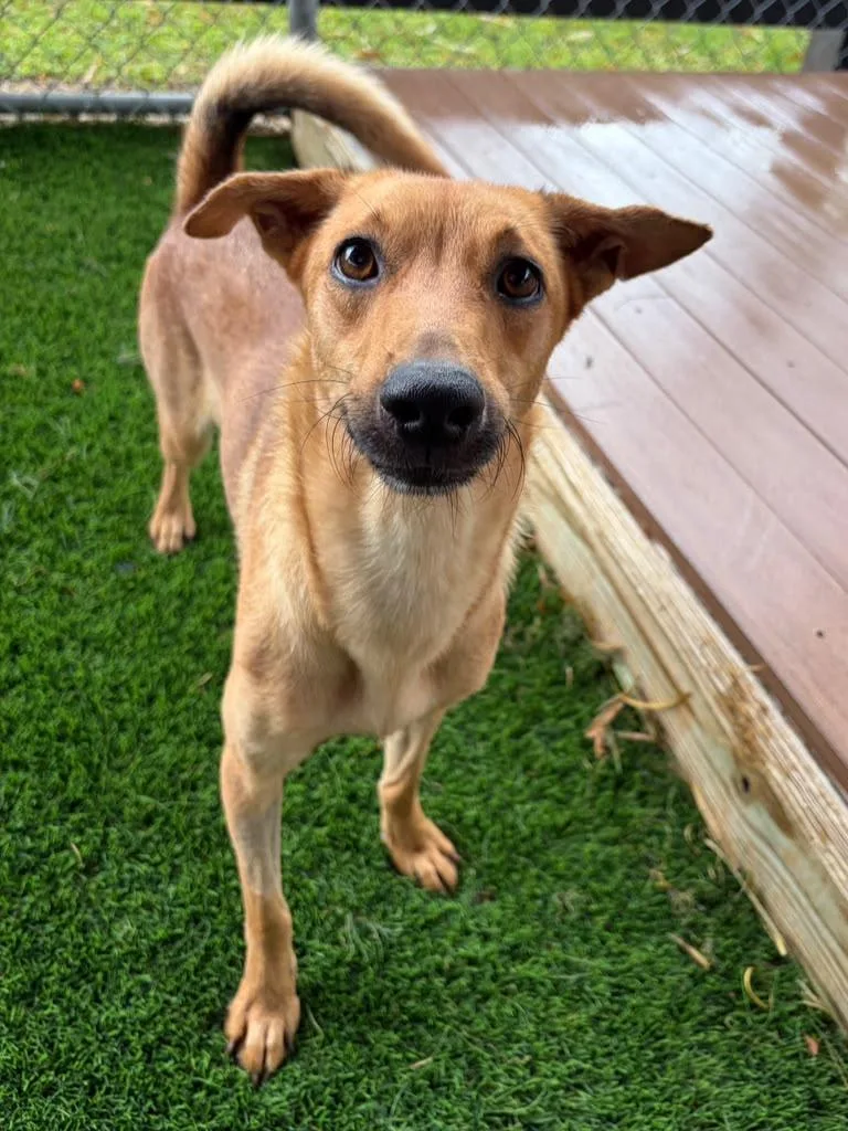 A young medium-sized female Mixed Breed dog named Princesa for adoption in Brooklyn, NY