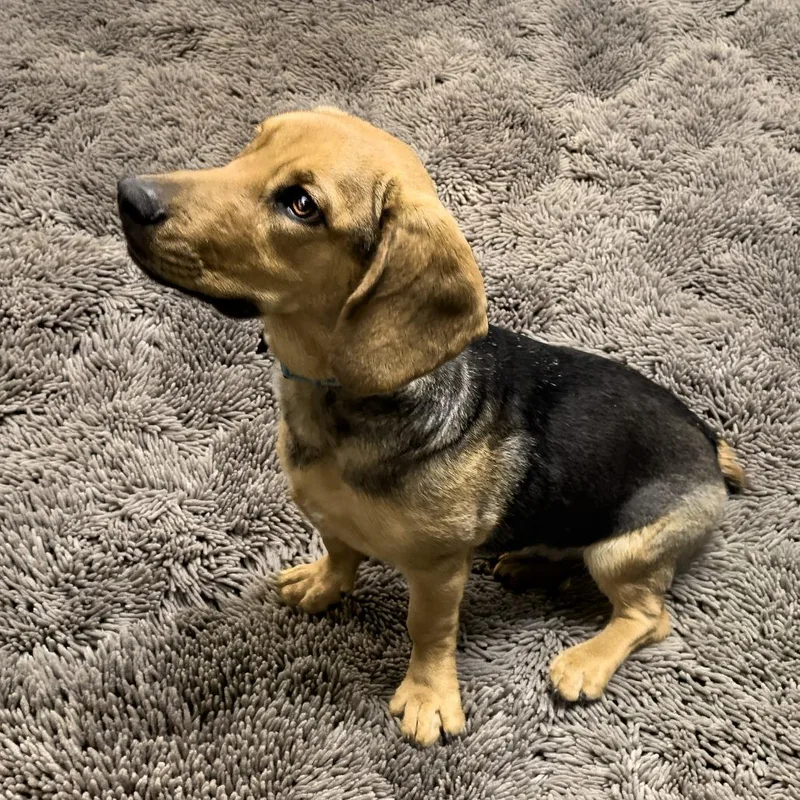 An adult medium-sized female Brown / Chocolate Beagle dog named Fiona for adoption in Wichita, KS