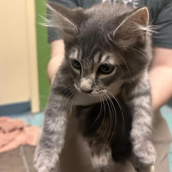 A baby small-sized male Domestic Medium Hair cat named Thunder for adoption in Woodinville, WA