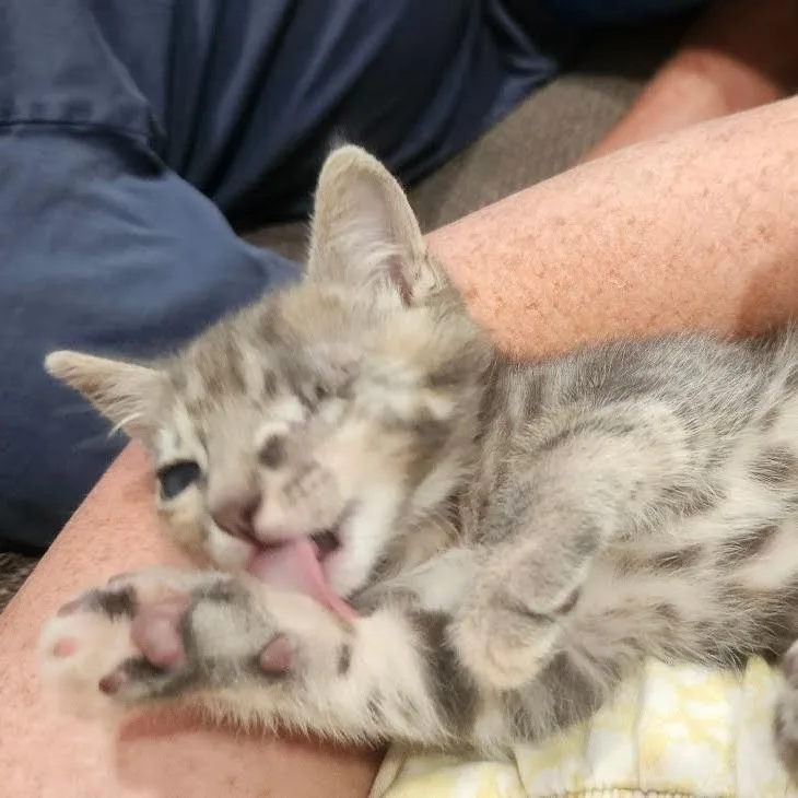 A baby small-sized female Gray / Blue / Silver Domestic Short Hair cat named Ellie Driver for adoption in Long Beach, CA
