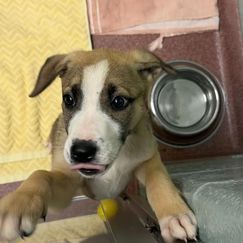 A baby small-sized male Brown / Chocolate Mixed Breed dog named Benjamin for adoption in Asheville, NC
