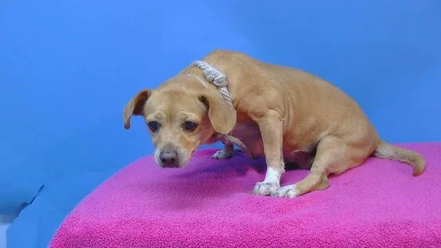A senior small-sized female Dachshund dog named Brandy for adoption in Gardena, CA