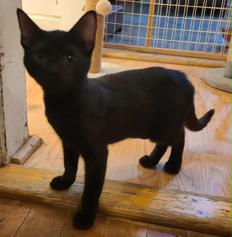 A baby medium-sized female Black Domestic Short Hair cat named Clemetine for adoption in Waynetown, IN