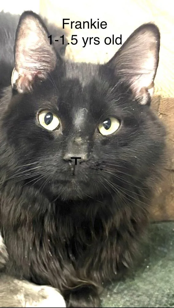 A baby small-sized male Black & White / Tuxedo Domestic Long Hair cat named Frankiegroup for adoption in Telford, PA