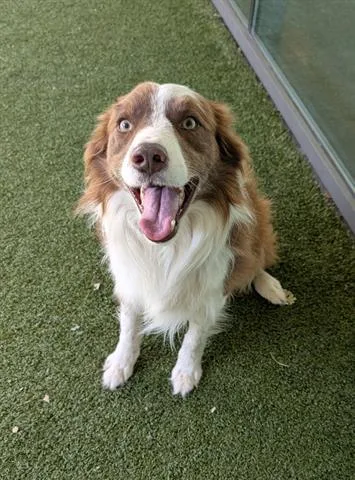 An adult large-sized male Border Collie dog named Gibson for adoption in San Martin, CA