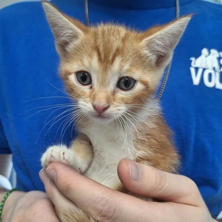 A baby small-sized male Orange / Red Domestic Short Hair cat named Tsunami for adoption in Attica, NY
