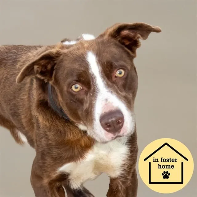 An adult large-sized male Australian Cattle Dog / Blue Heeler dog named Ramsey for adoption in St. Louis, MO