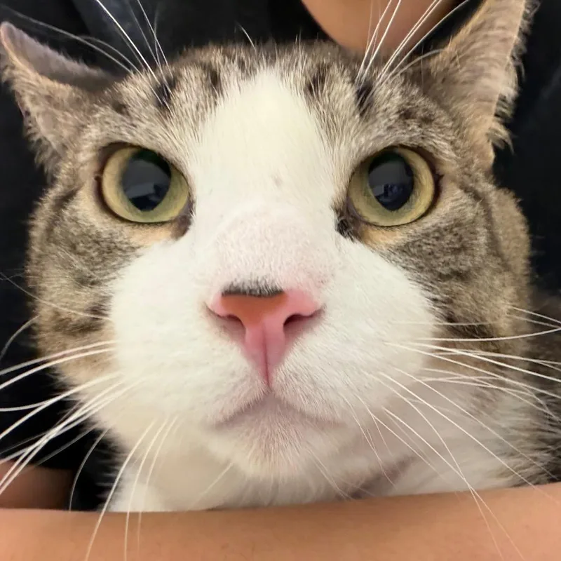 An adult large-sized male Brown / Chocolate Domestic Short Hair cat named True for adoption in Murray, UT