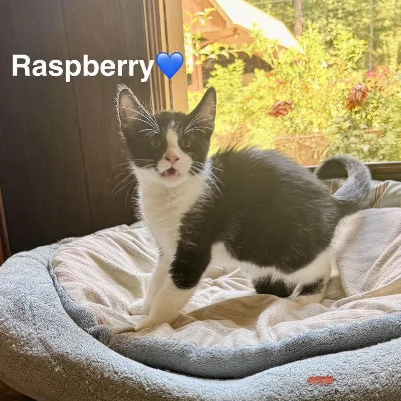 A baby small-sized male Black Domestic Short Hair cat named Raspberry for adoption in Peachtree City, GA