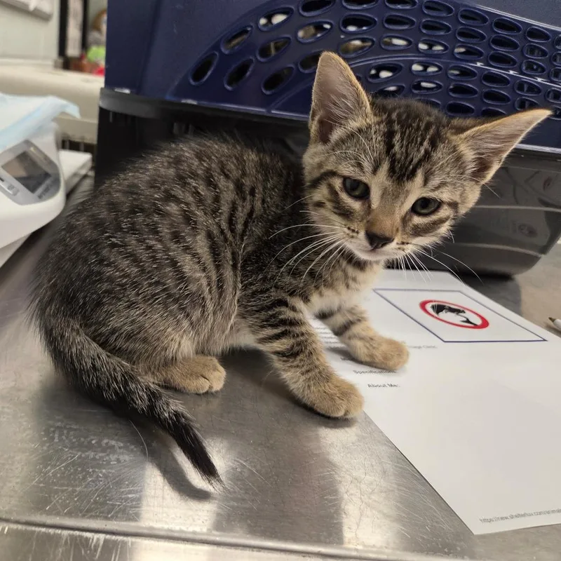A baby small-sized female Brown / Chocolate Domestic Short Hair cat named Eenie for adoption in Chattanooga, TN