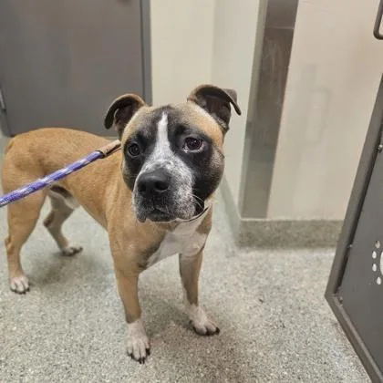 An adult large-sized male Mixed Breed dog named Thomas for adoption in Kansas City, MO