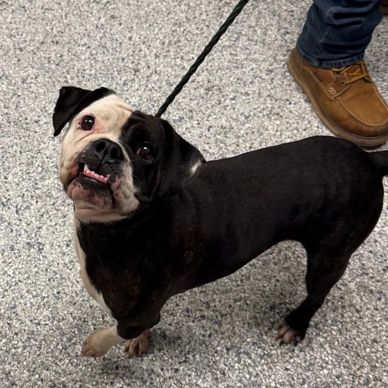 An adult medium-sized female Black English Bulldog dog named Bridgett for adoption in Birmingham, AL