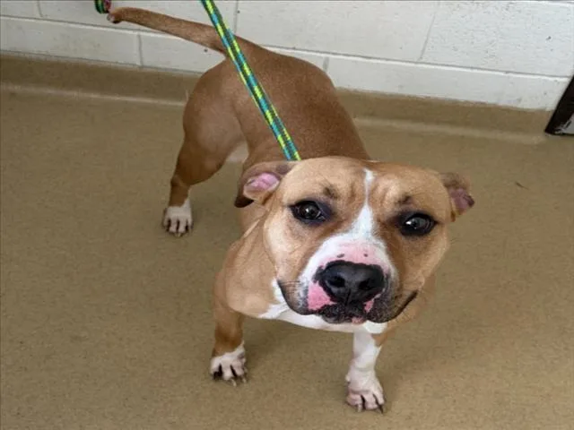 A young large-sized female Pit Bull Terrier dog named Brandy for adoption in Derwood, MD