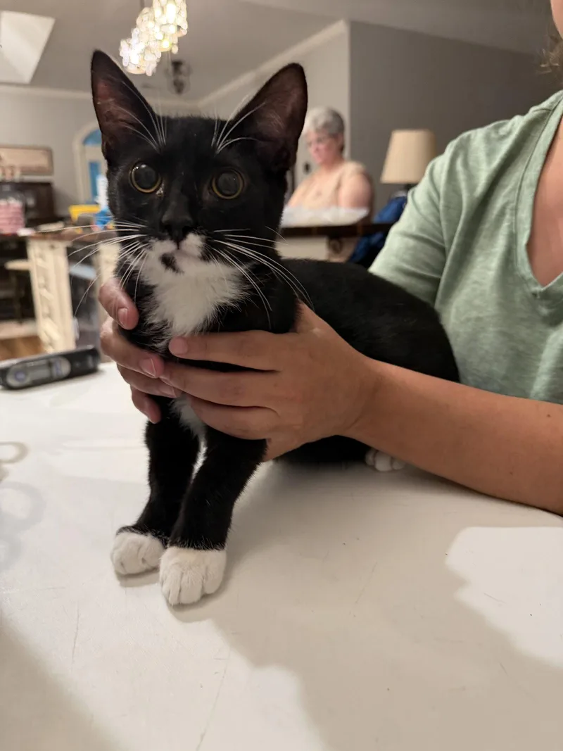 A young medium-sized male Domestic Short Hair cat named Pinecone for adoption in Camden, SC