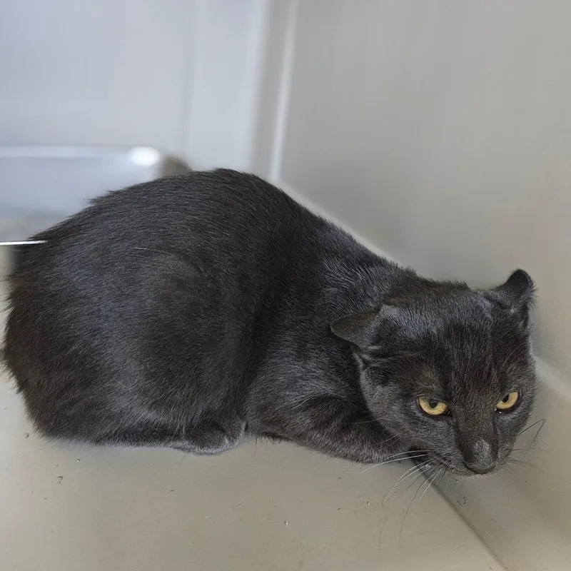 A young medium-sized male Domestic Short Hair cat named Smoky for adoption in Monticello, IA