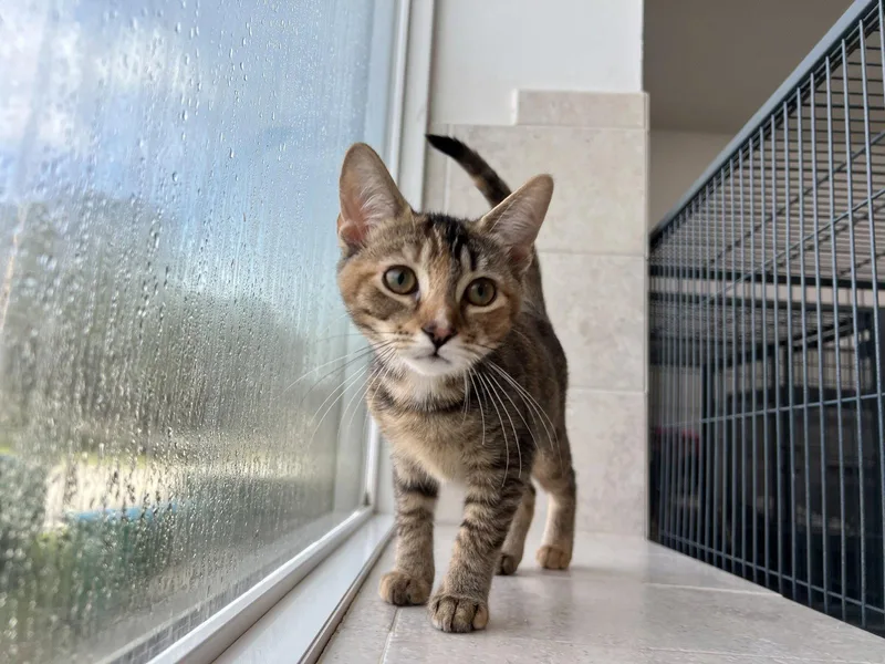 An adult medium-sized female Domestic Short Hair cat named Valentina for adoption in Sanford, FL