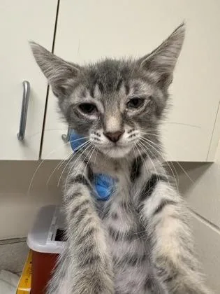 A baby small-sized female Domestic Short Hair cat named Katy Perry for adoption in Palm Coast, FL
