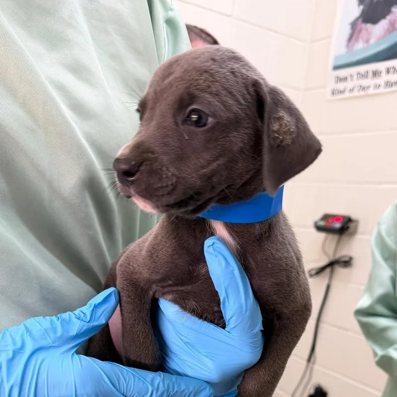 A baby small-sized male Mixed Breed dog named Emmit for adoption in Auburn, AL