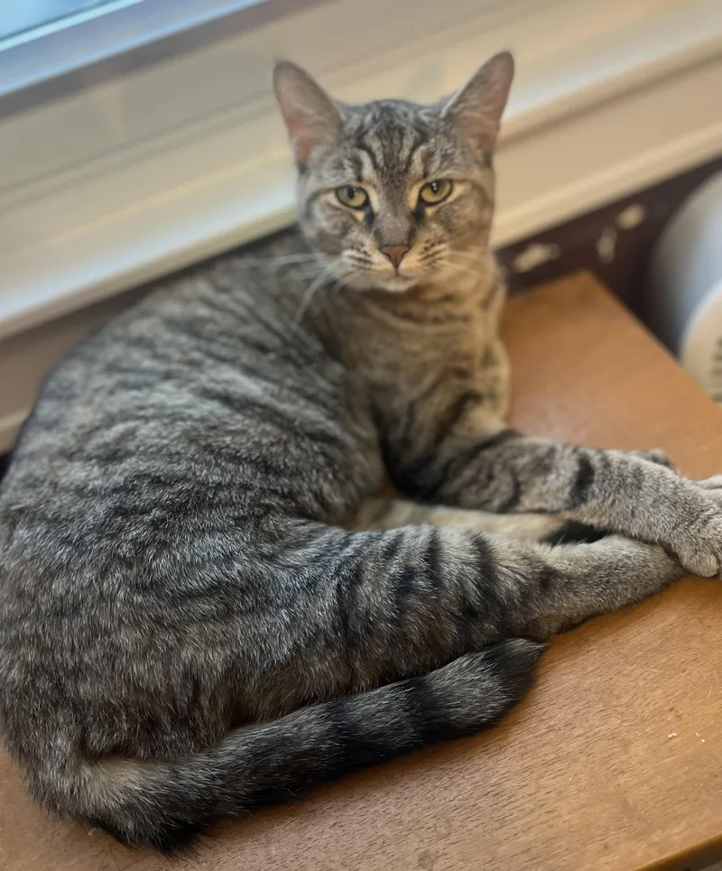 A young medium-sized female Tabby (Gray / Blue / Silver) Domestic Short Hair cat named Bebe  Ready to for adoption in Pickerinton, OH