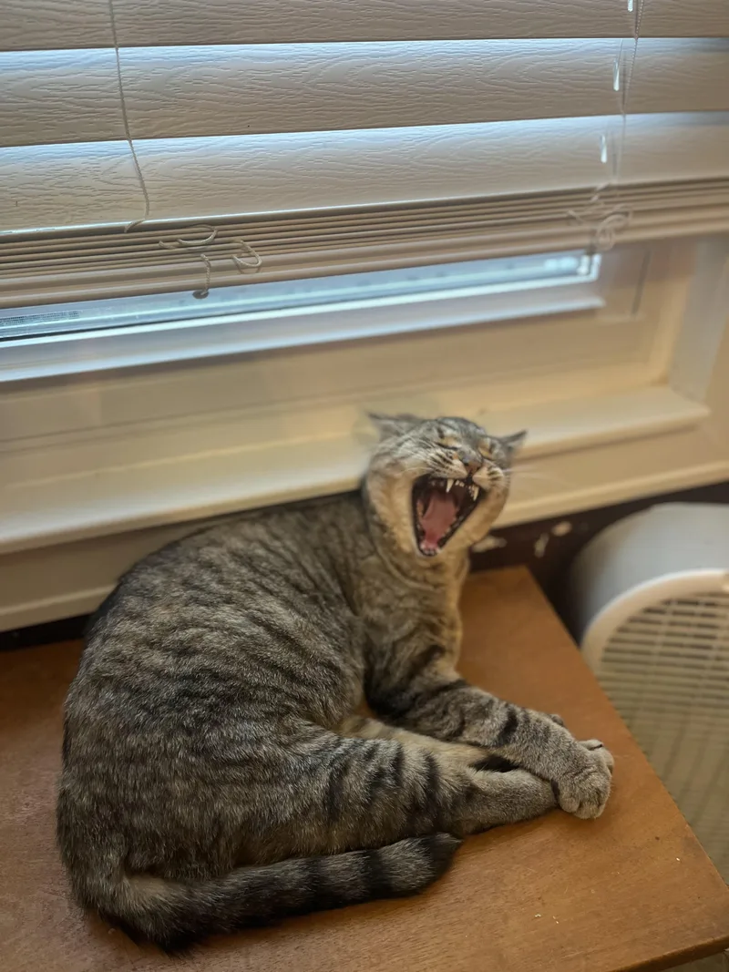 Bebe  Ready to thumbnail 3