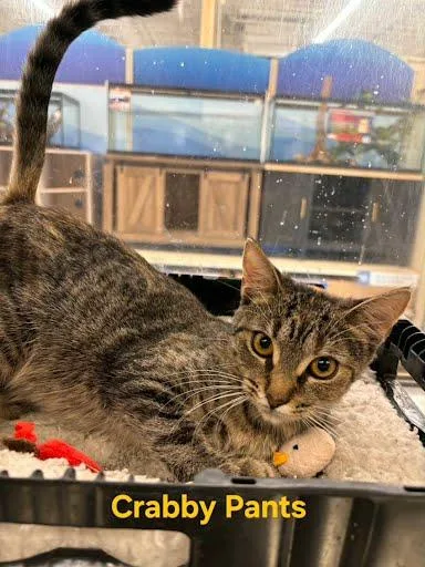 A baby medium-sized female Torbie Domestic Short Hair cat named Crabby Pants for adoption in Metairie, LA