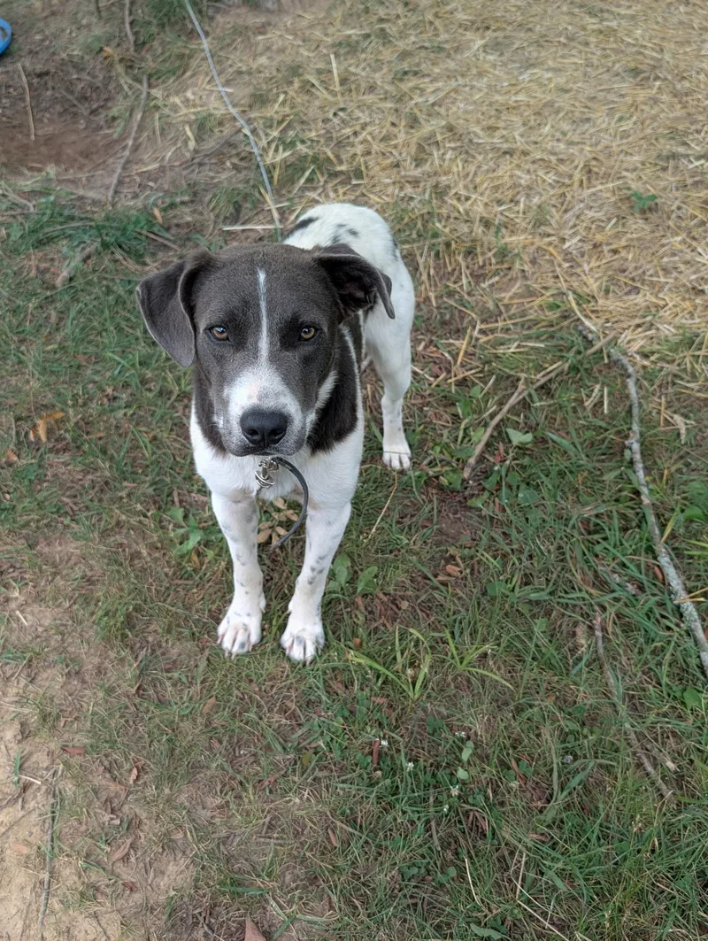 A young medium-sized male White / Cream Mountain Cur dog named Splash for adoption in Mount Juliet, TN