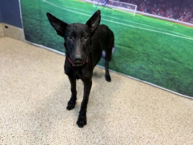 A young small-sized female Belgian Shepherd / Laekenois dog named Pixie for adoption in Miami, FL