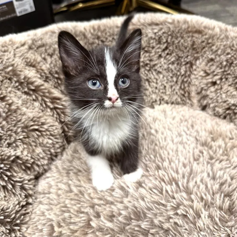 A baby small-sized female Black Domestic Medium Hair cat named Crock Pot for adoption in Delaware, OH