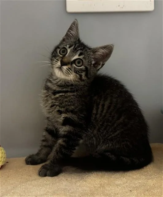 A baby small-sized male Domestic Short Hair cat named Bossin' Cream Pie for adoption in Statesville, NC