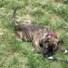 A baby medium-sized female Black Staffordshire Bull Terrier dog named Everlee Elegant  Local for adoption in Andover, MA