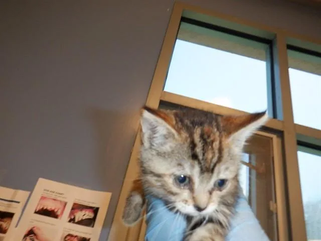A baby small-sized female Domestic Short Hair cat named Tessa for adoption in San Jose, CA