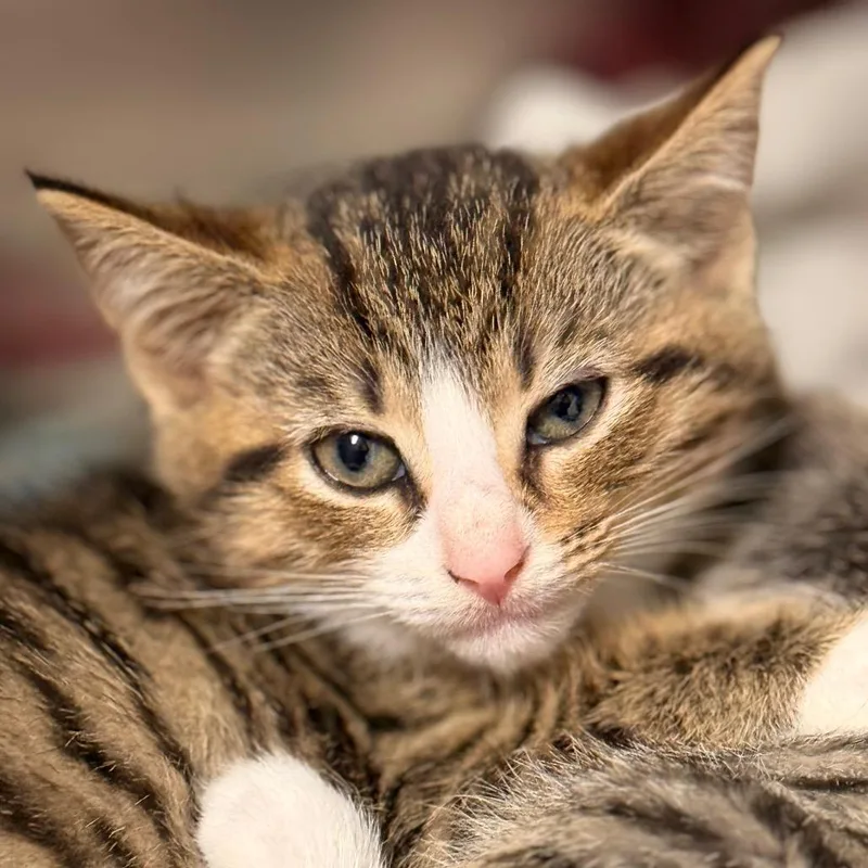 A baby small-sized female Domestic Short Hair cat named Miranda for adoption in Cumming, GA