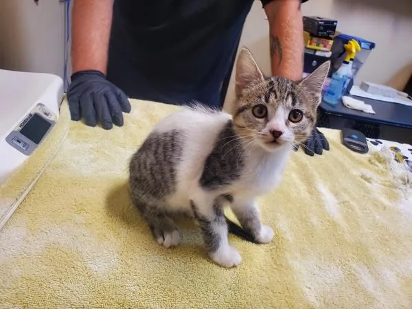 A baby small-sized female Domestic Short Hair cat named Popsicle for adoption in Oceanside, CA