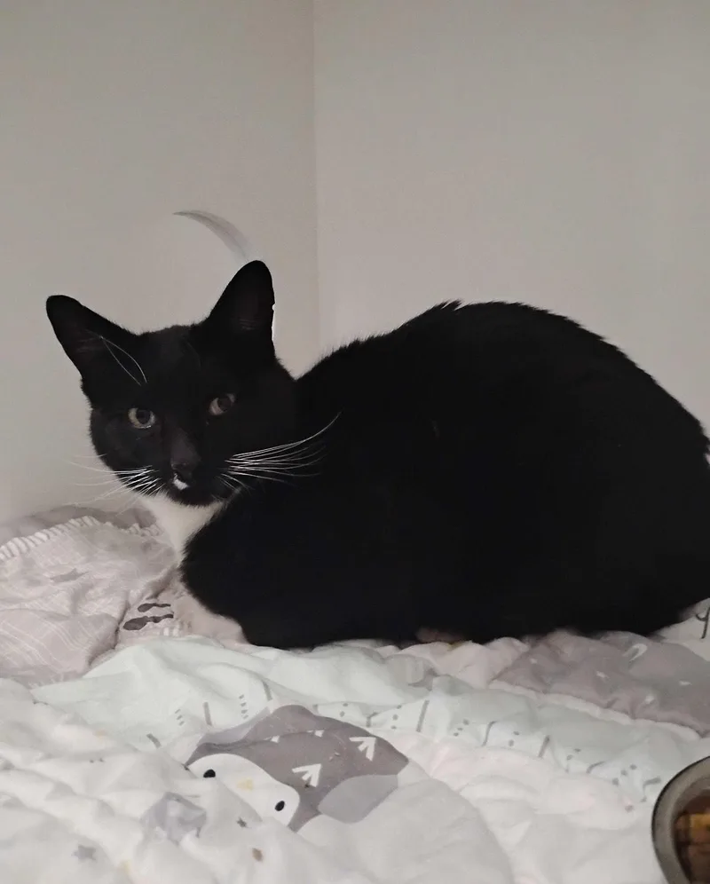 A baby medium-sized female Domestic Short Hair cat named Oreo for adoption in Dillon, MT