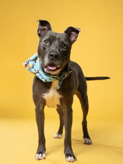 A senior medium-sized male Pit Bull Terrier dog named Bugger for adoption in Atlanta, GA