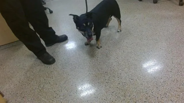 An adult large-sized female Terrier dog named Abby for adoption in Miami, FL