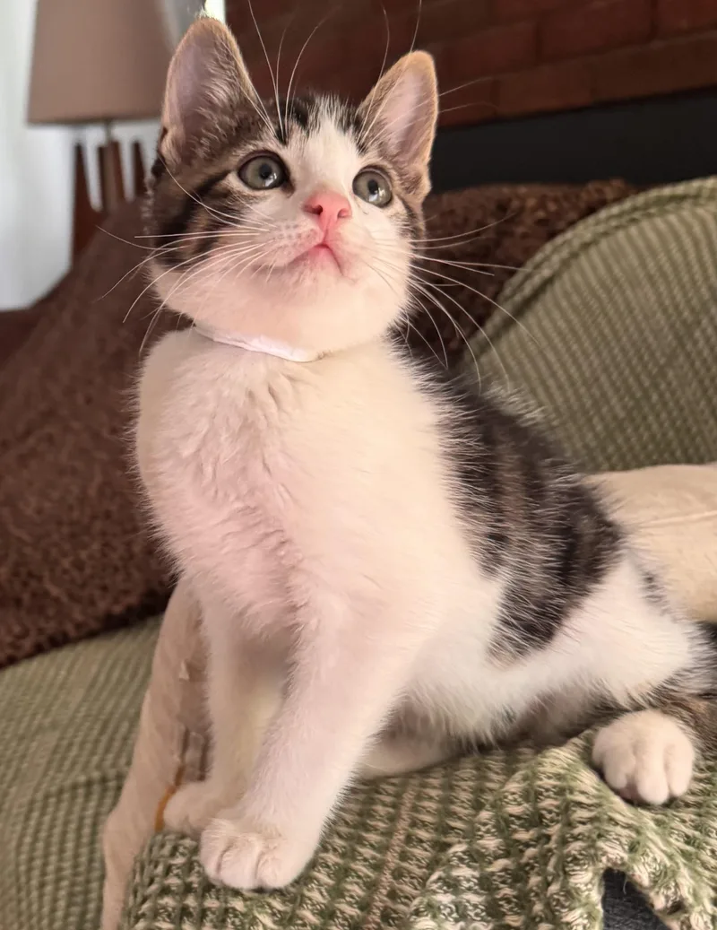 A baby large-sized male Domestic Medium Hair cat named Falkor for adoption in Ontario, NY
