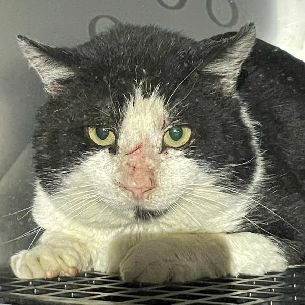 An adult small-sized male Domestic Short Hair cat named Frank for adoption in Des Moines, IA