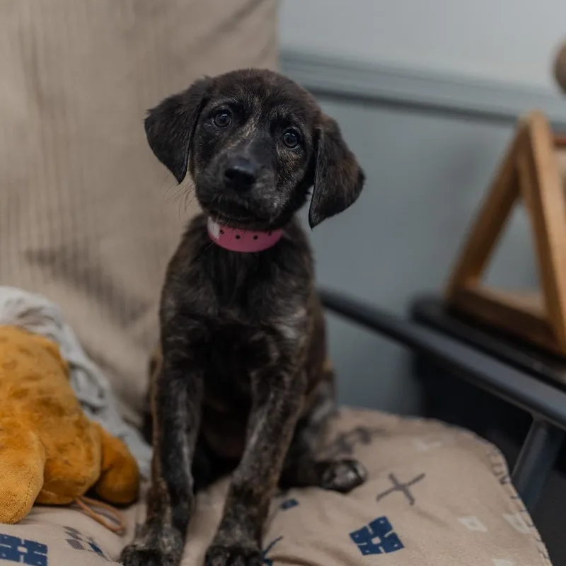 A baby medium-sized female Brindle Labrador Retriever dog named Millie for adoption in Pawling, NY