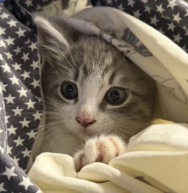 A baby small-sized female Domestic Short Hair cat named Gaia for adoption in Escondido, CA