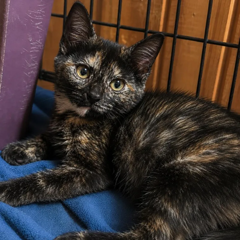 A baby small-sized female Brown / Chocolate Domestic Short Hair cat named Taffy for adoption in Tylertown, MS