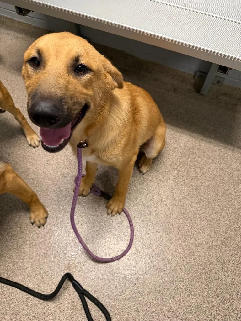 A baby large-sized male Anatolian Shepherd dog named Apollo for adoption in Troy, OH