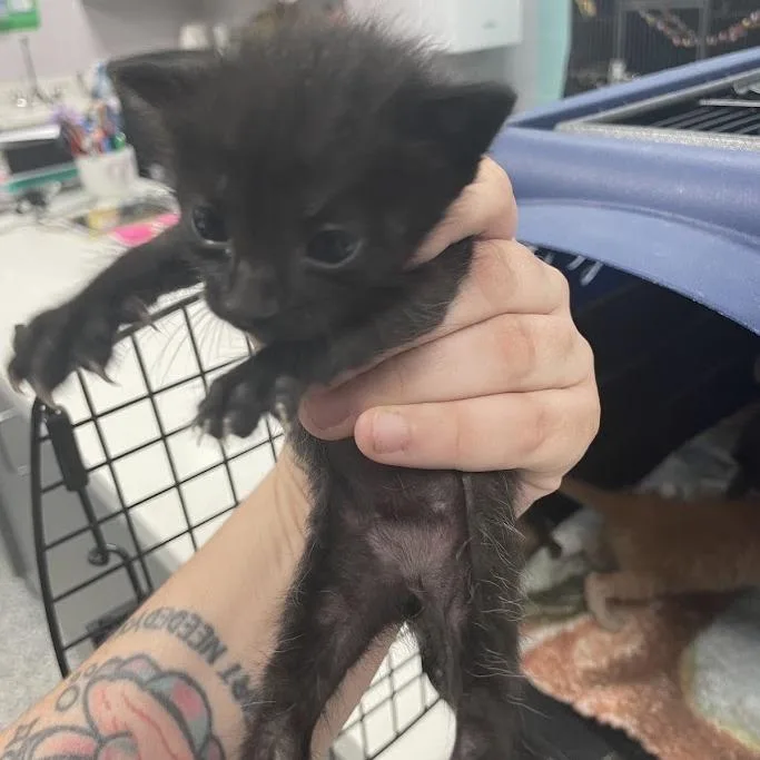 A baby small-sized female Black Domestic Short Hair cat named Lulu for adoption in Port Charlotte, FL