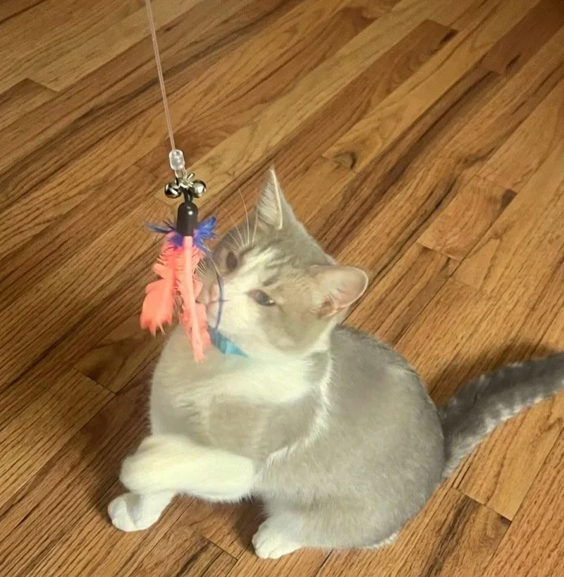 A young medium-sized male Gray & White Domestic Short Hair cat named Sundee for adoption in Reston, VA