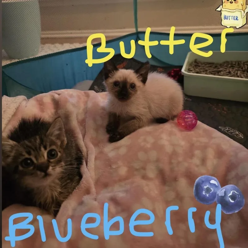 A baby small-sized male Seal Point Siamese cat named Butter for adoption in Spokane, WA