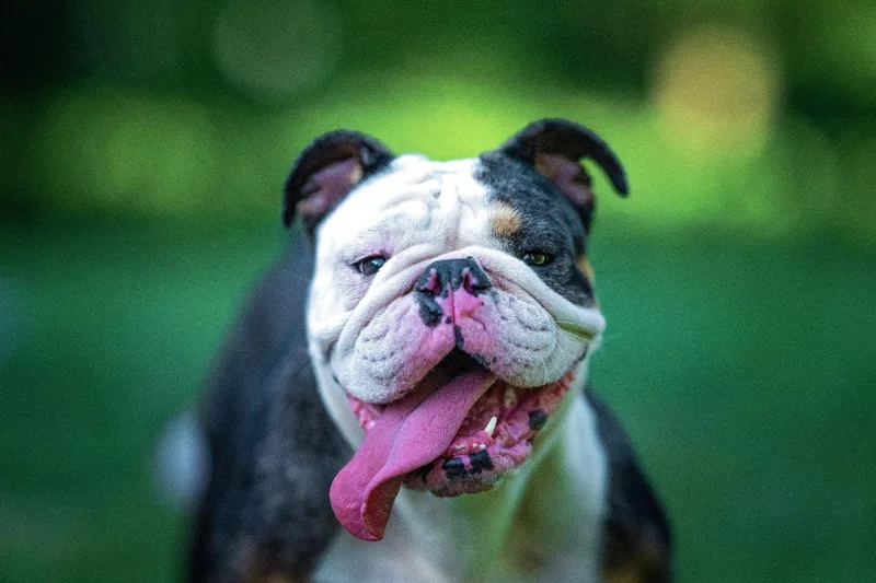 Frankie