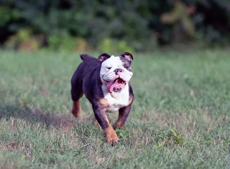 Frankie thumbnail 2