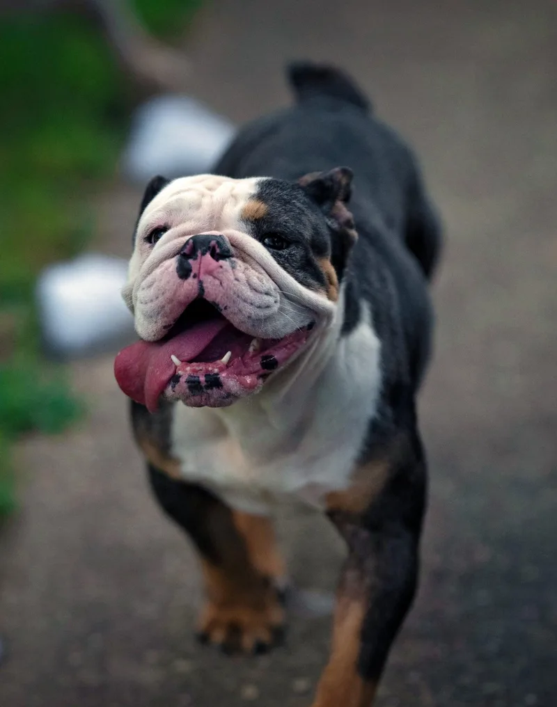 Frankie thumbnail 3