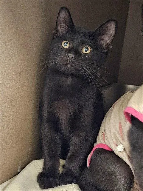 A baby medium-sized male Black Domestic Short Hair cat named Van Gogh for adoption in Clyde, NC
