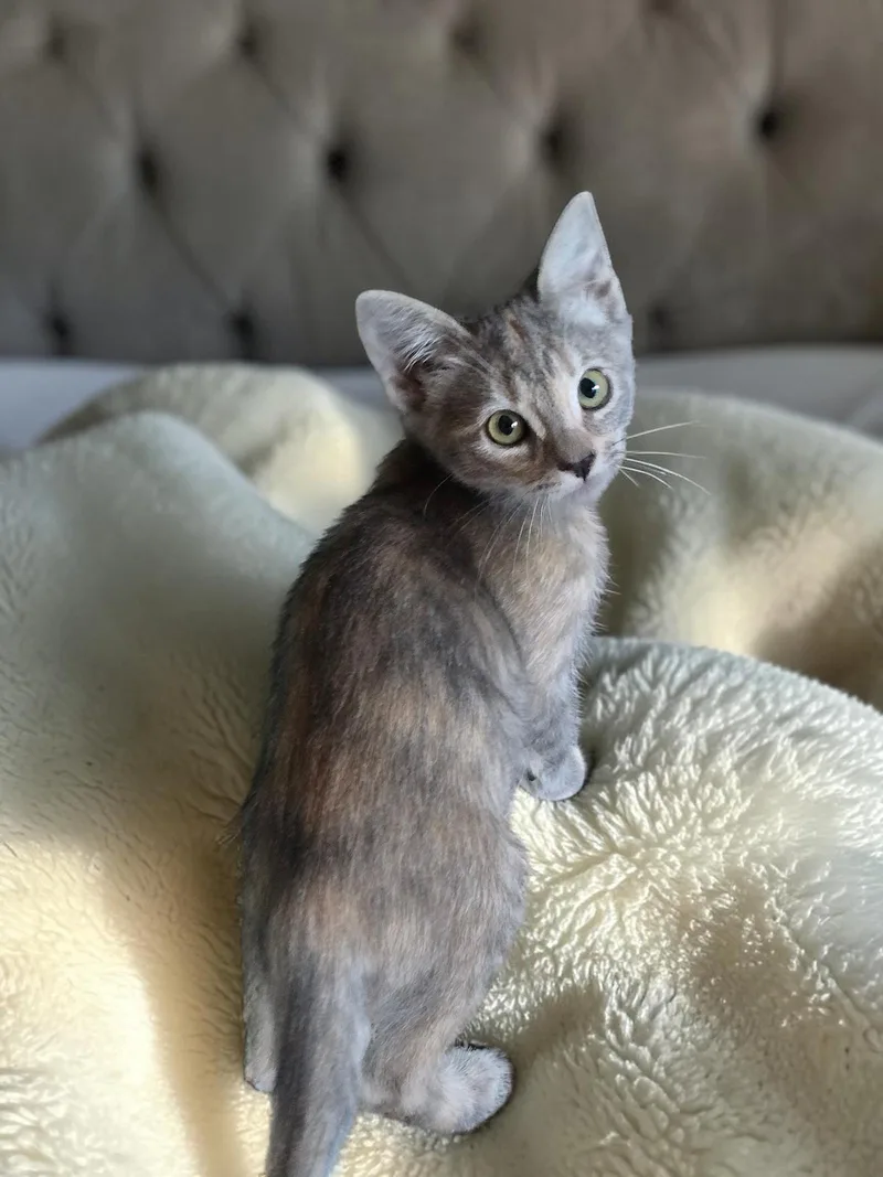 A baby medium-sized female Dilute Calico cat named Avea for adoption in San Jose, CA